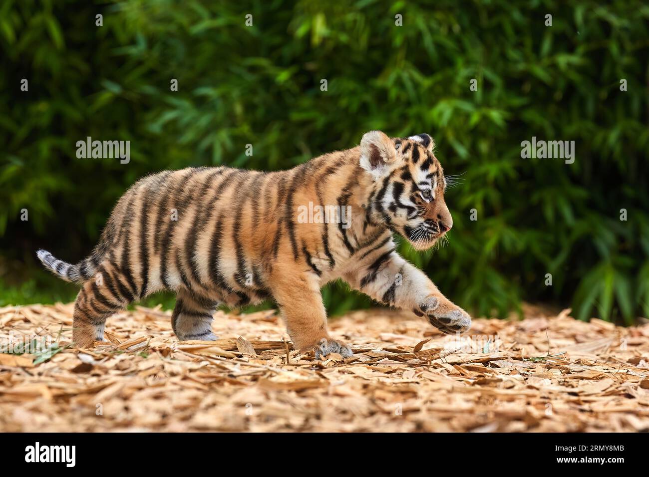 Niedliches Tiger Baby Porträt im Freien, amur Tiger Stockfoto