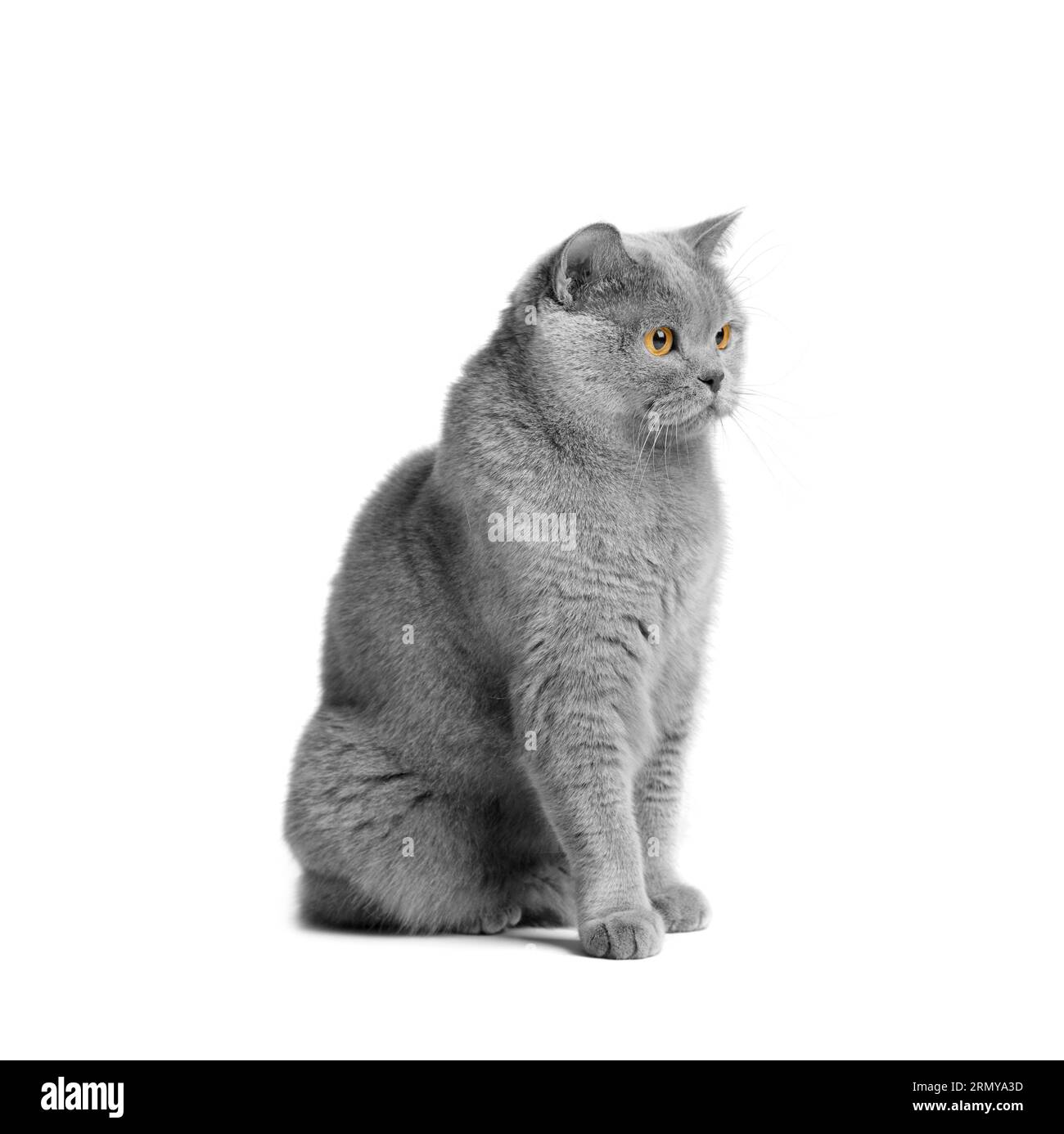 Eine blaue britische Katze mit großen orangen Augen sitzt auf einem weißen Hintergrund. Reinrassige graue Katze auf weiß isoliert. Stockfoto