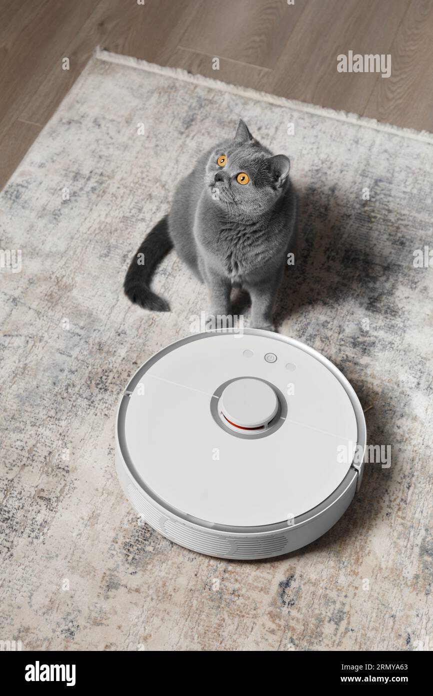 Britische Katze in der Nähe des Staubsaugerroboters im Wohnzimmer. Das Konzept des Smart Home, einfache tägliche Reinigung des Hauses, in dem Haustiere leben. Stockfoto