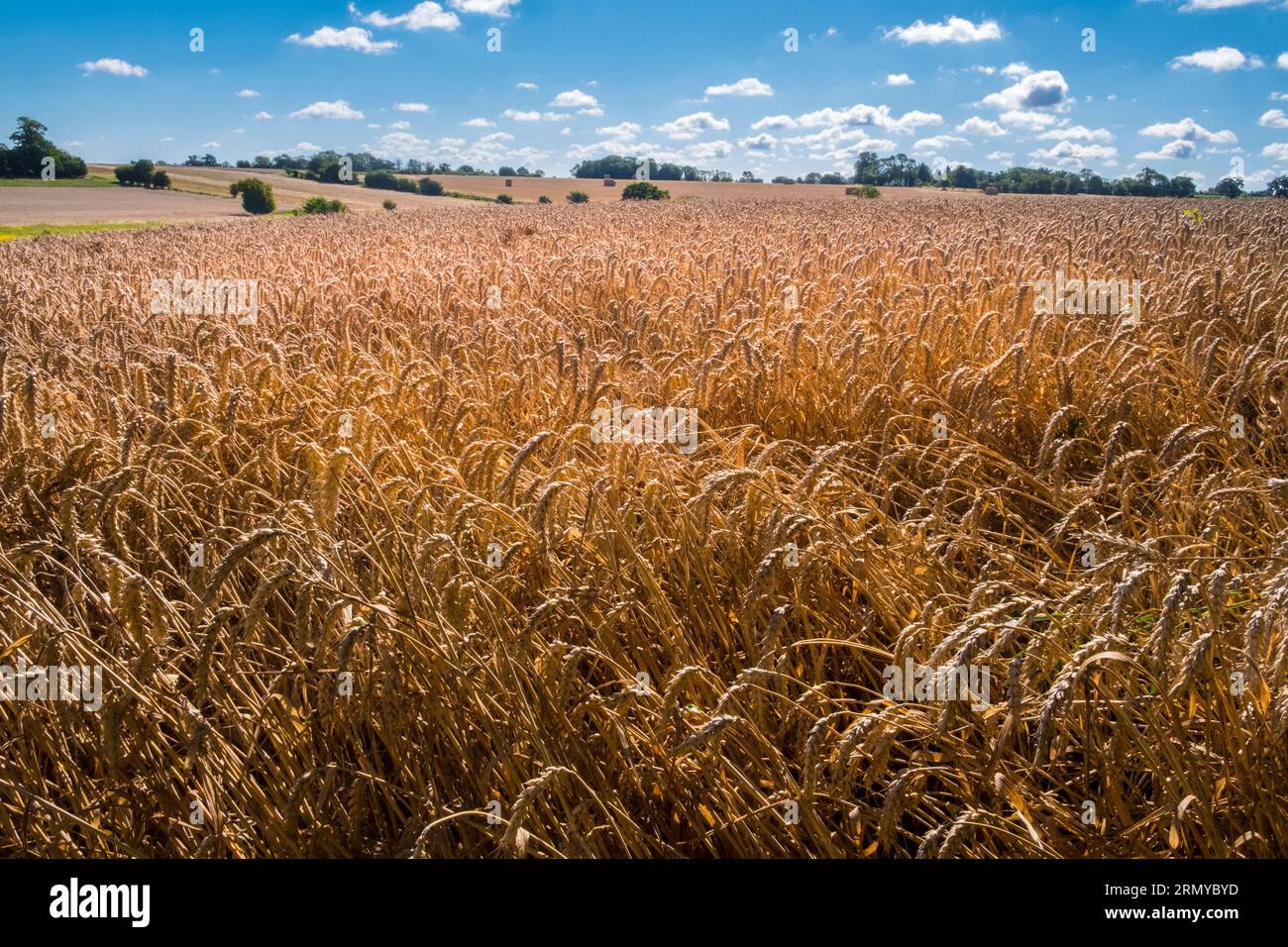 Weizenfeld bereit für die Ernte. Suffolk, East Anglia, Großbritannien. Stockfoto