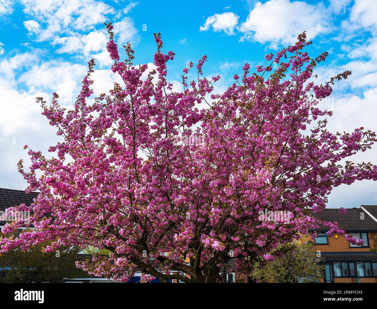 Schöne Doppelzimmer Zierpflanzen Kirschblüte in einem Englischen Garten im Norden von England Stockfoto