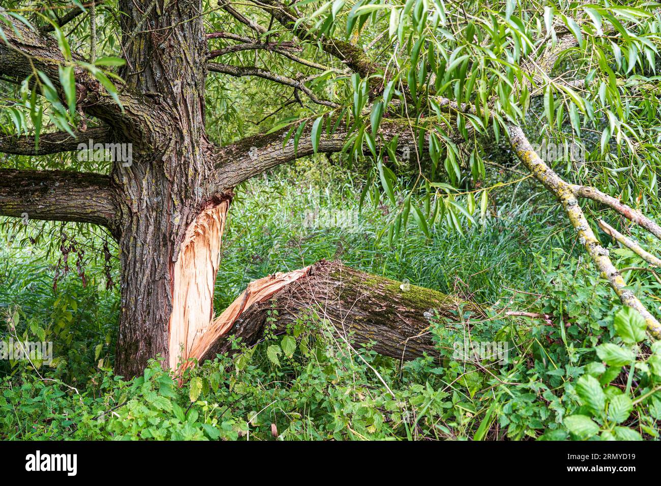 Ein großer Ast brach während eines Sturms den Stamm eines Baumes ab Stockfoto