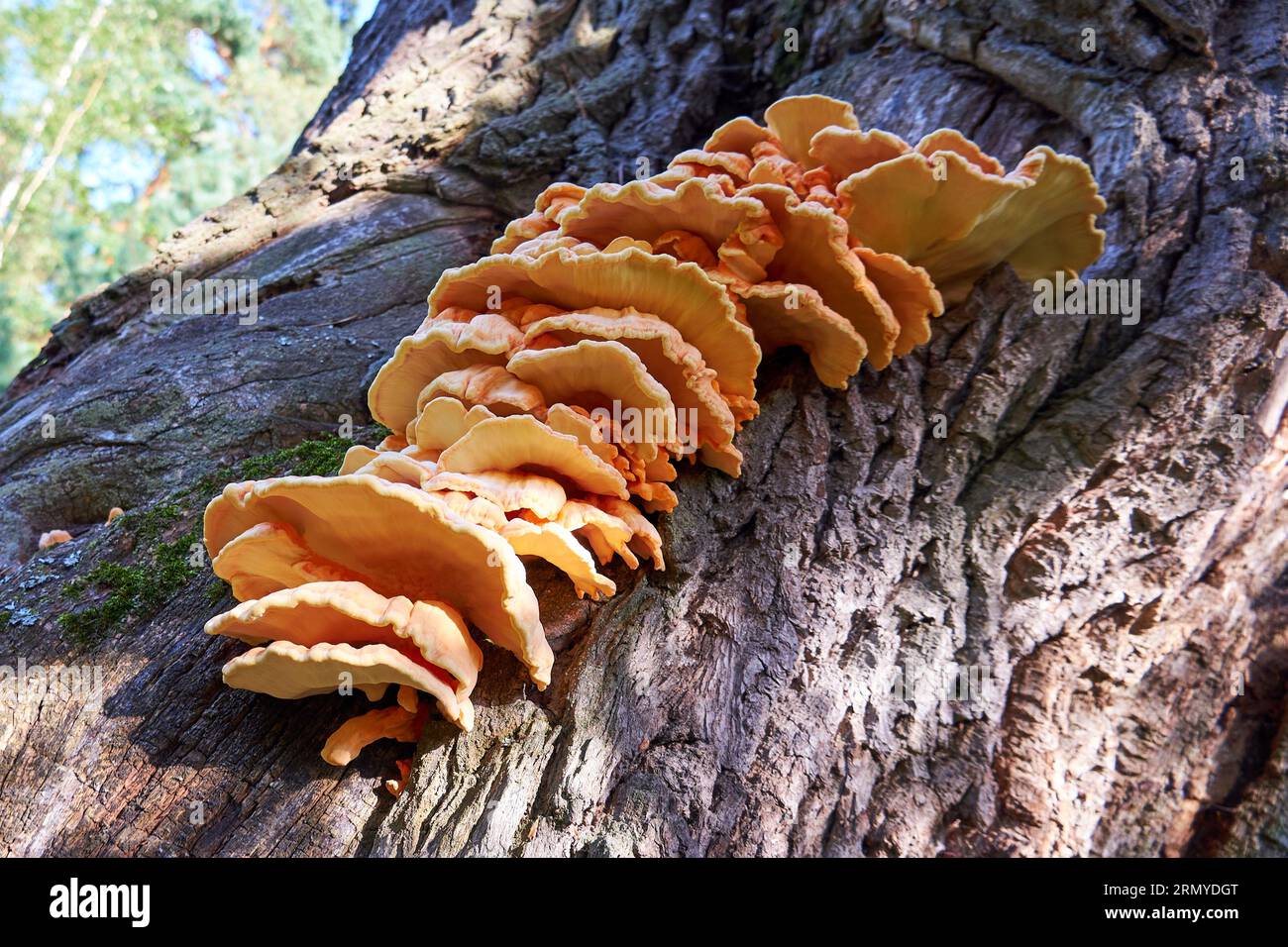 Schwefel-Pilz (Laetiporus sulphureus) Nahaufnahme Stockfoto