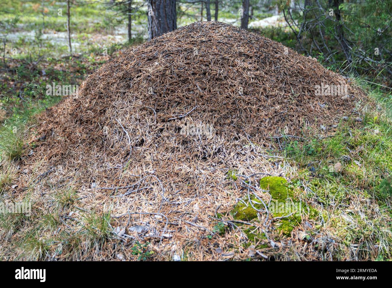 Ameisenhügelkolonie in Lesjaverk, Innlandet, Norwegen. Eine Ameisenkolonie ist eine Population einer einzigen Ameisenart, die in der Lage ist, ihren gesamten Lebenszyklus aufrechtzuerhalten Stockfoto