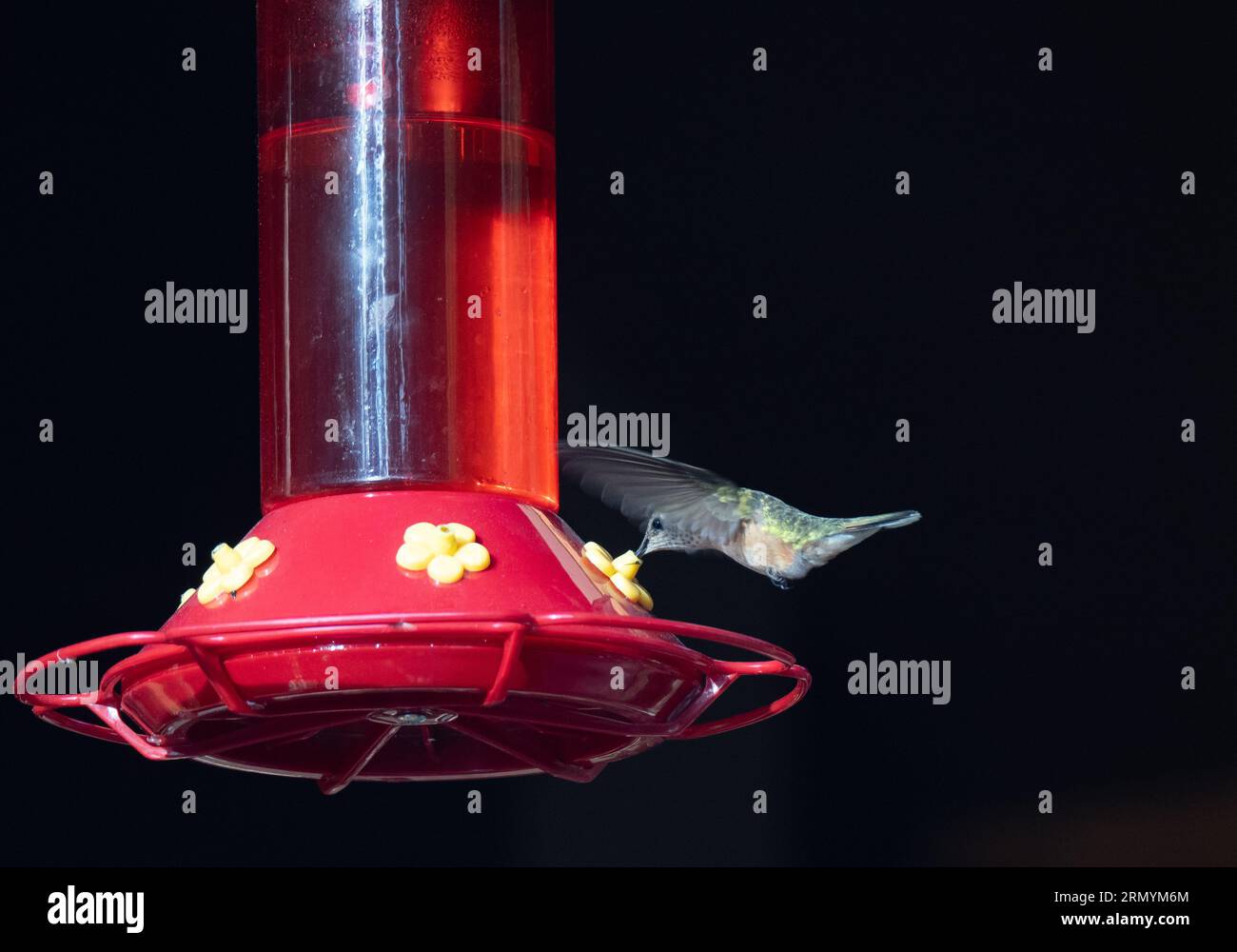 Weibschwanz-Kolibri bei der Fliegerfütterung an einem roten Kolibri. Fotografiert mit geringer Schärfentiefe. Stockfoto