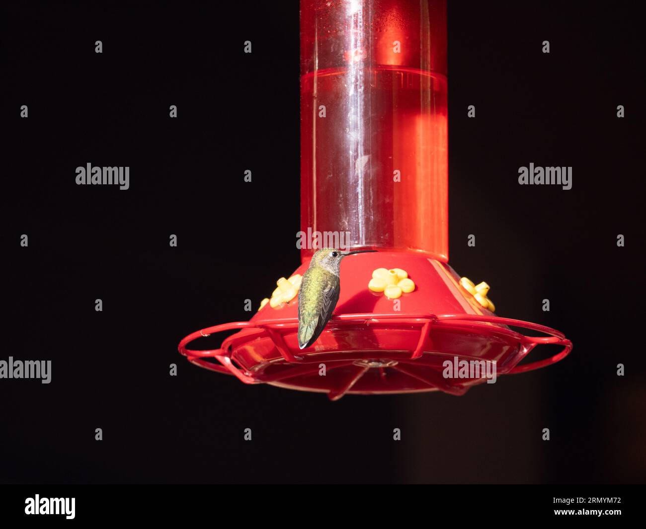 Weibchen-Kolibri mit breitem Schwanz auf einem roten Kolibri. Fotografiert, wie sie direkt mit dem Rücken zur Kamera schaute. Stockfoto
