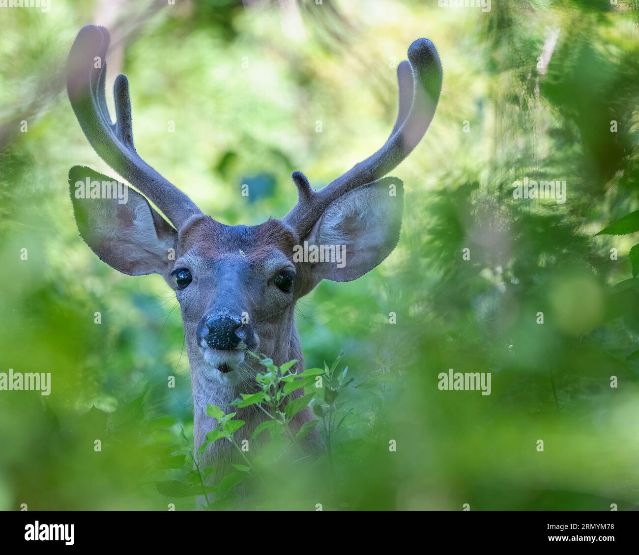 Hirschbock mit samtigem Geweih im Wald Stockfoto