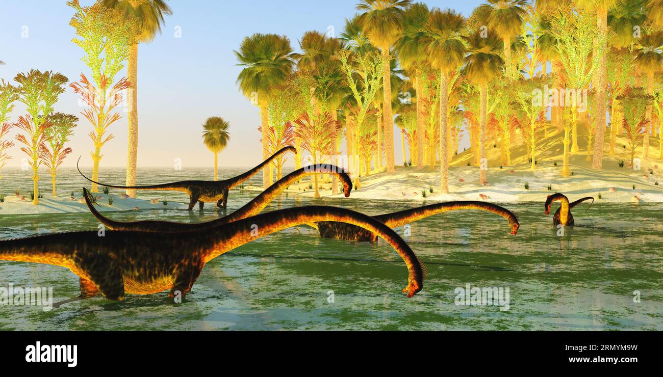 Eine Herde Barosaurus-Sauropoden-Dinosaurier fressen während der Jurazeit auf Sumpfpflanzen. Stockfoto