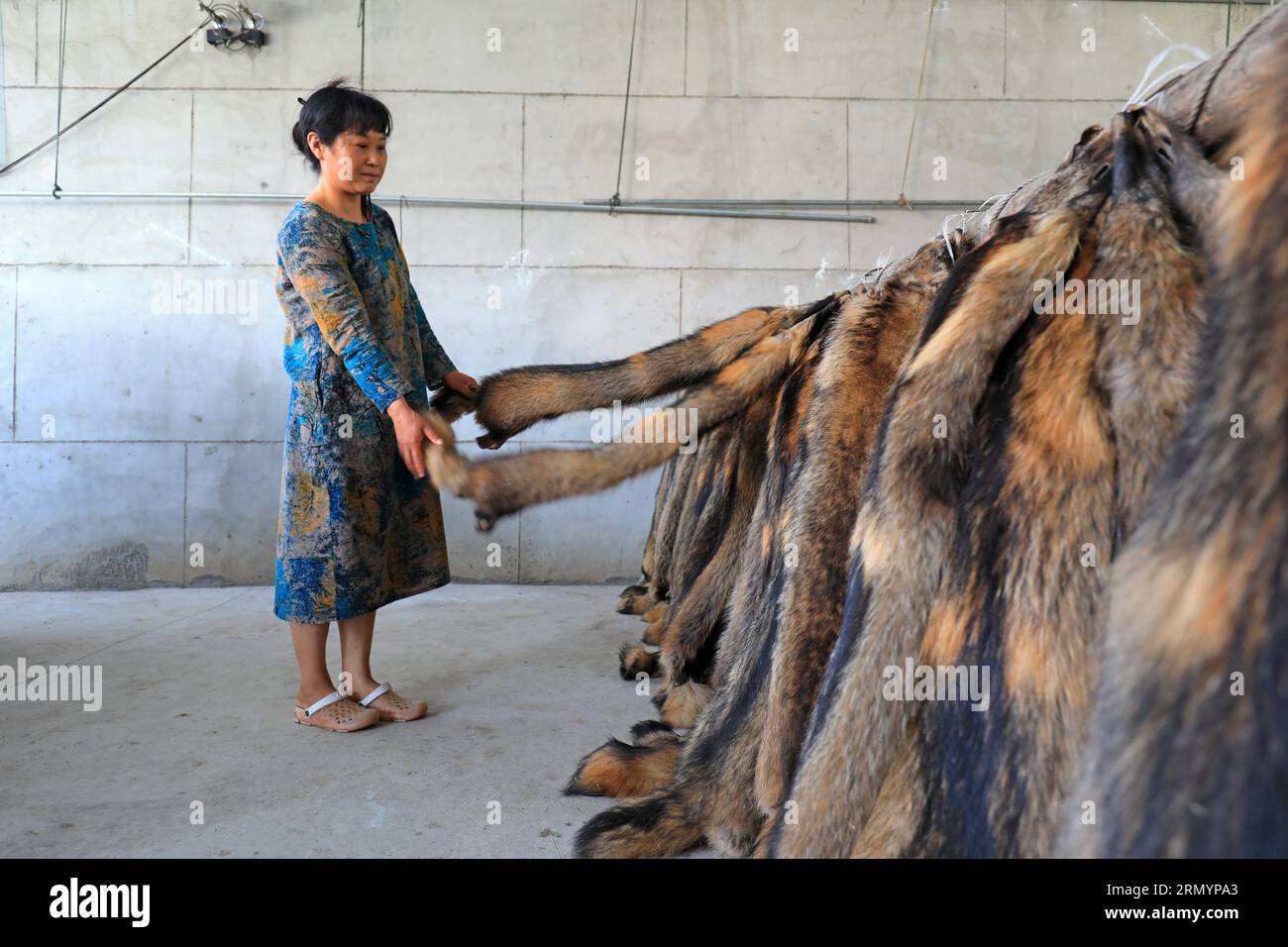 Luannan County, CN - 14. Juni 2019: Workers is Finish the Nerk Skin, Luannan County, Provinz Hebei, China Stockfoto