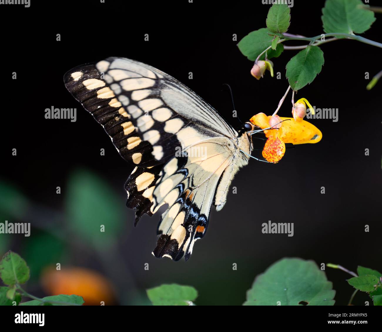 Ein riesiger Schwalbenschwanzfalter, Papilio cresphontes, der sich von und bestäubenden Juwelenblumen ernährt, Impatiens Stockfoto