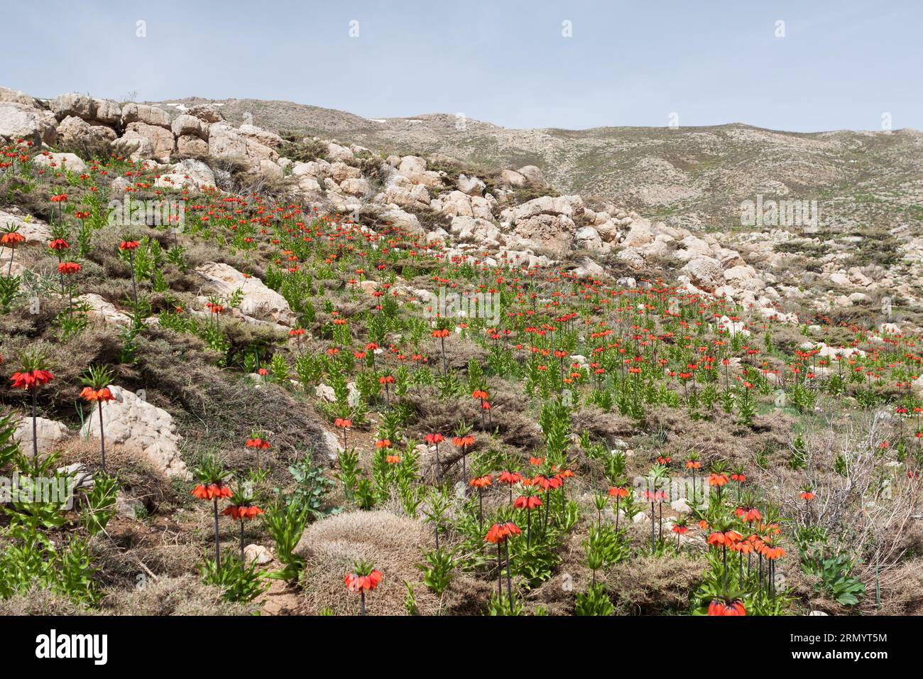 Rote Fritillaria imperialis Blüten. Iran. Wunderschönes Blumental in den iranischen Bergen. Stockfoto