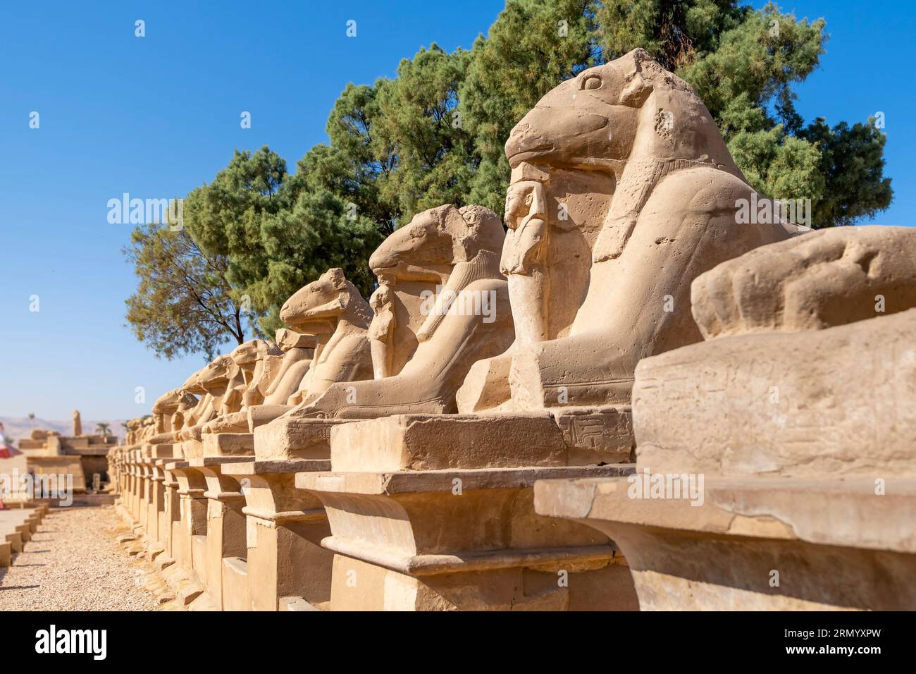 Die Avenue of Sphinxes oder die King's Festivities Road, auch bekannt als Rams Road, ist eine 2,7 km lange Allee, die den Karnak-Tempel mit dem Luxor-Tempel verbindet. Stockfoto