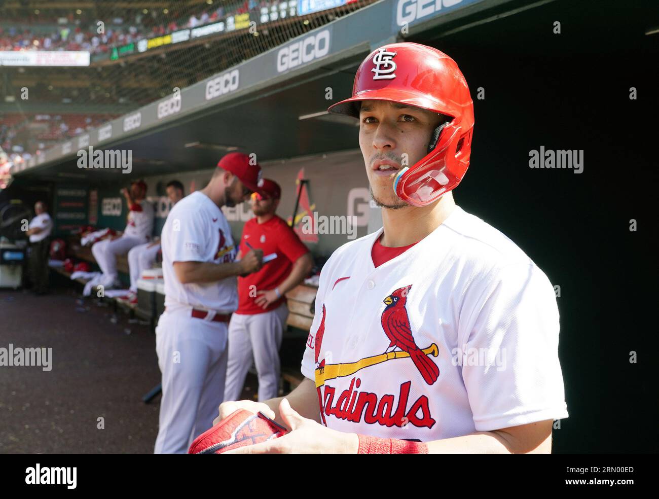 St. Louis, Usa. 30. August 2023. St. Louis Cardinals Tommy Edman steht im Dugout und bereitet sich darauf vor, im siebten Inning gegen die San Diego Padres im Busch Stadium in St. zu schlagen Louis am Mittwoch, den 30. August 2023. Foto von Bill Greenblatt/UPI Credit: UPI/Alamy Live News Stockfoto