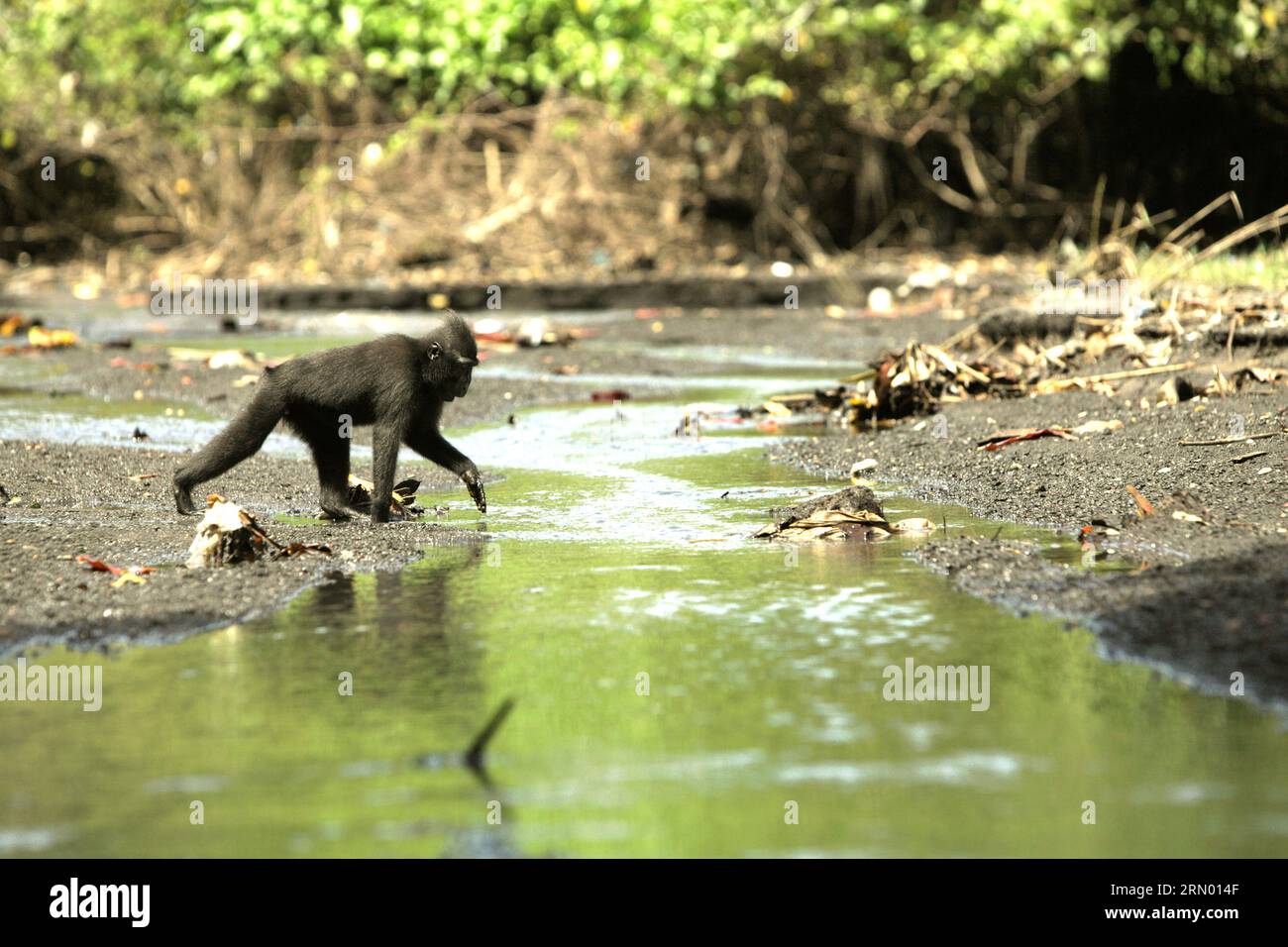 Ein Sulawesi-Makaken (Macaca nigra) mit schwarzer Haube ernährt sich auf einem Bach in der Nähe eines Strandes im Tangkoko-Wald, Nord-Sulawesi, Indonesien. Der natürliche Lebensraum dieser geschützten Art ist ein Tieflandwald, der sich vom Meeresspiegel bis auf eine Höhe von etwa 1.300 Metern erstreckt, mit einer Reichweite von etwa 2 Quadratkilometern nach Angaben von Primatenforschern. Klimawandel und Krankheiten sind neue Bedrohungen für Primaten, während Schopfmakaken zu den 10 % der Primatenarten gehören, die besonders anfällig für Dürren sind. Ein kürzlich erschienener Bericht hat gezeigt, dass die Temperatur im Tangkoko-Wald tatsächlich steigt, und die... Stockfoto
