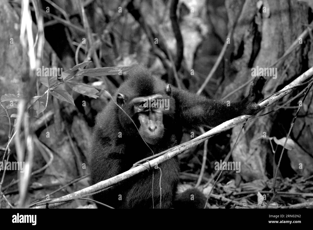 Porträt eines Makaken (Macaca nigra) im Tangkoko-Wald, Nord-Sulawesi, Indonesien. Klimawandel und Krankheiten stellen eine neue Bedrohung für Primaten dar, während Makaken mit Hauben zu den 10 % der Primatenarten gehören, die besonders anfällig für Dürren sind. Ein kürzlich erschienener Bericht ergab, dass die Temperatur im Tangkoko-Wald tatsächlich steigt und der Fruchtbestand insgesamt zurückgeht. Wissenschaftler haben davor gewarnt, dass Veränderungen in Bezug auf die Eignung von Lebensräumen Wildtiere zwingen könnten, sich aus sicheren Lebensräumen zu entfernen, was zu mehr potenziellen Konflikten mit Menschen führen könnte. Stockfoto