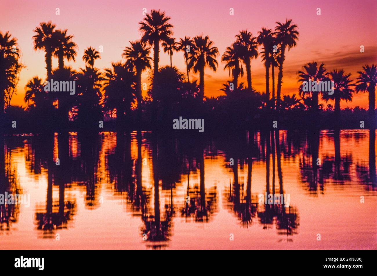 Palmen am Sunset Papago Park Pond _ Phoenix, Arizona, USA Stockfoto