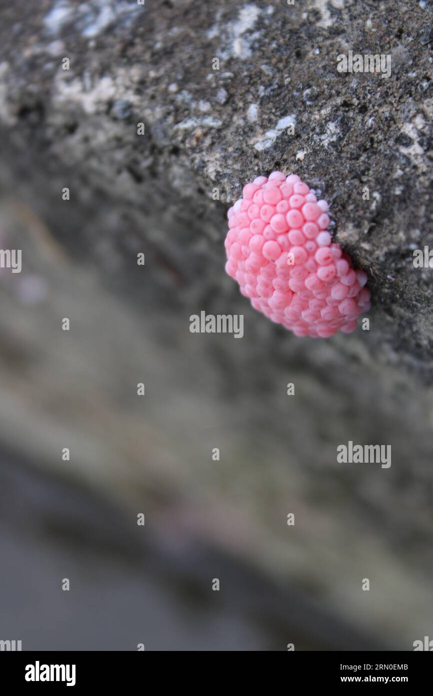 Rosafarbene Apfelschneckeneier in der Wand Stockfoto