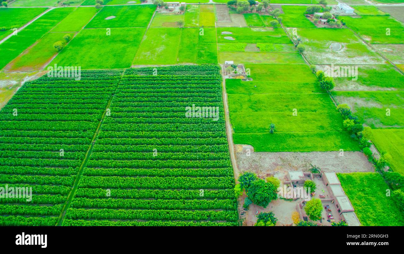 Luftaufnahme der landwirtschaftlichen Landschaft in der Landschaft des Punjab Stockfoto