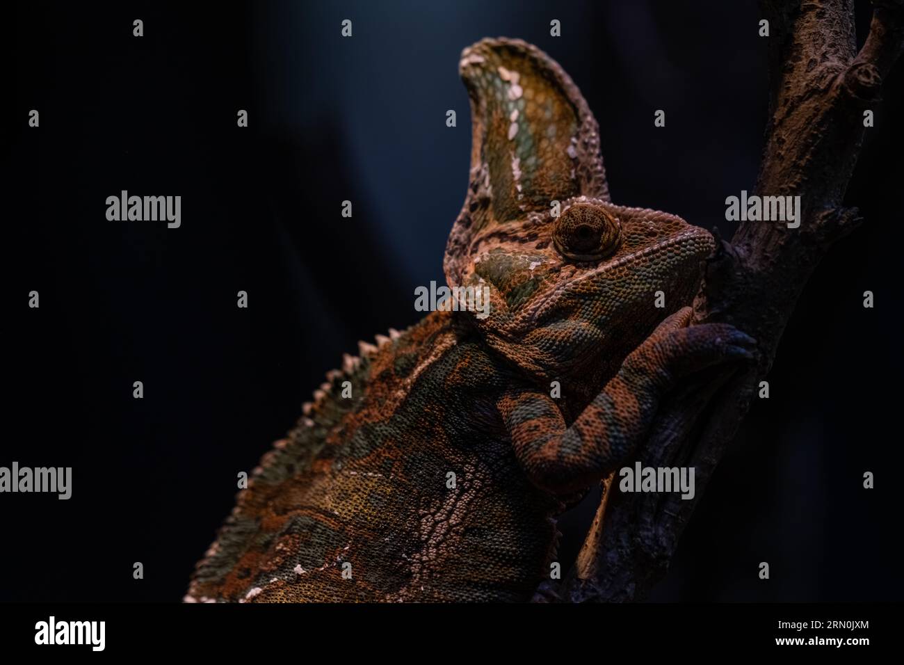 Chamäleon-Nahaufnahme. Mehrfarbiges, wunderschönes Chamäleon-Naht-Reptil mit bunter, heller Haut. Das Konzept der Verkleidung und des strahlenden Fells. Exotische Tropica Stockfoto