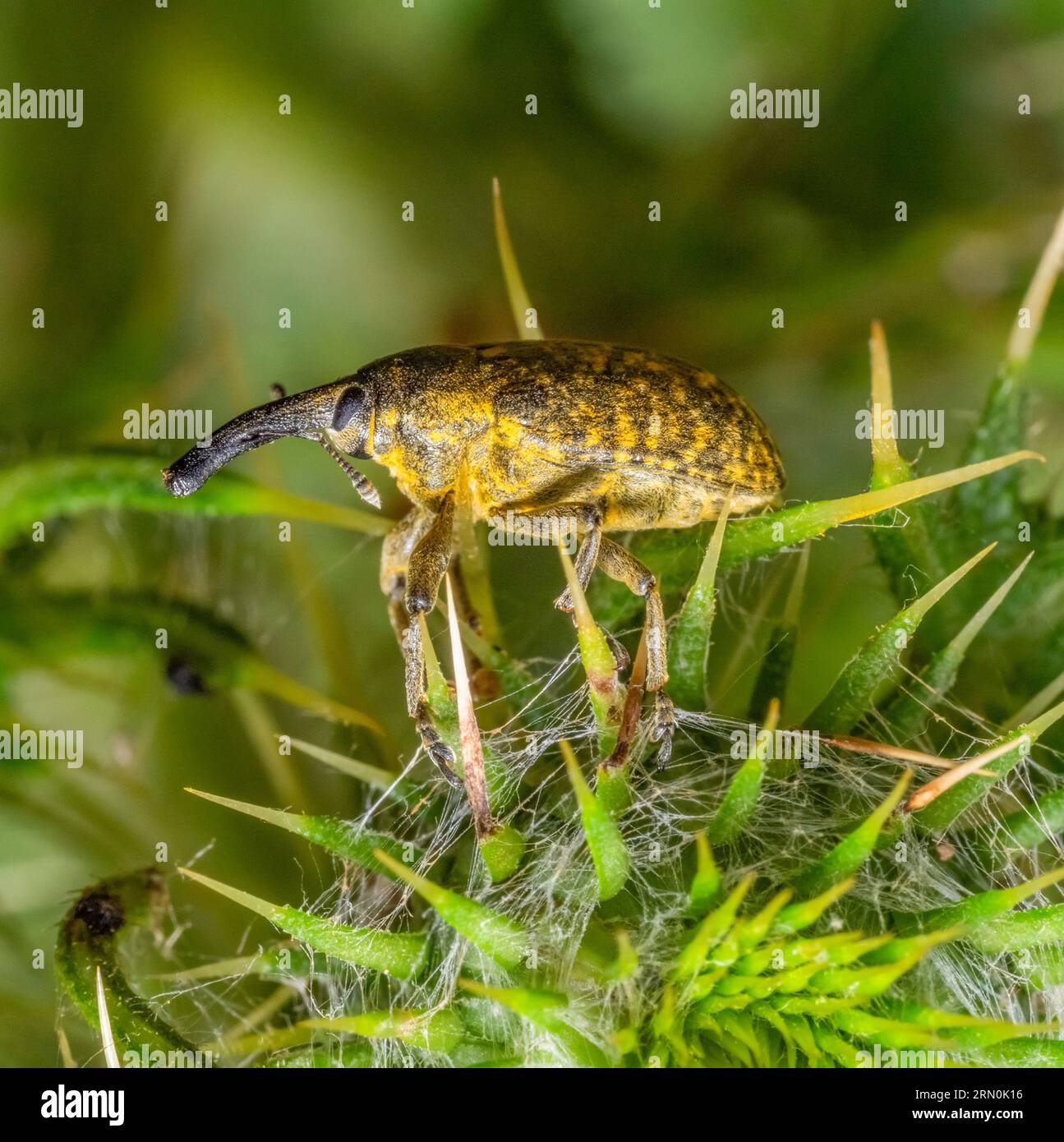 Seitlich schräger Schuss eines Canada Thistle Bud Weevil auf einem Distelblütenkopf Stockfoto