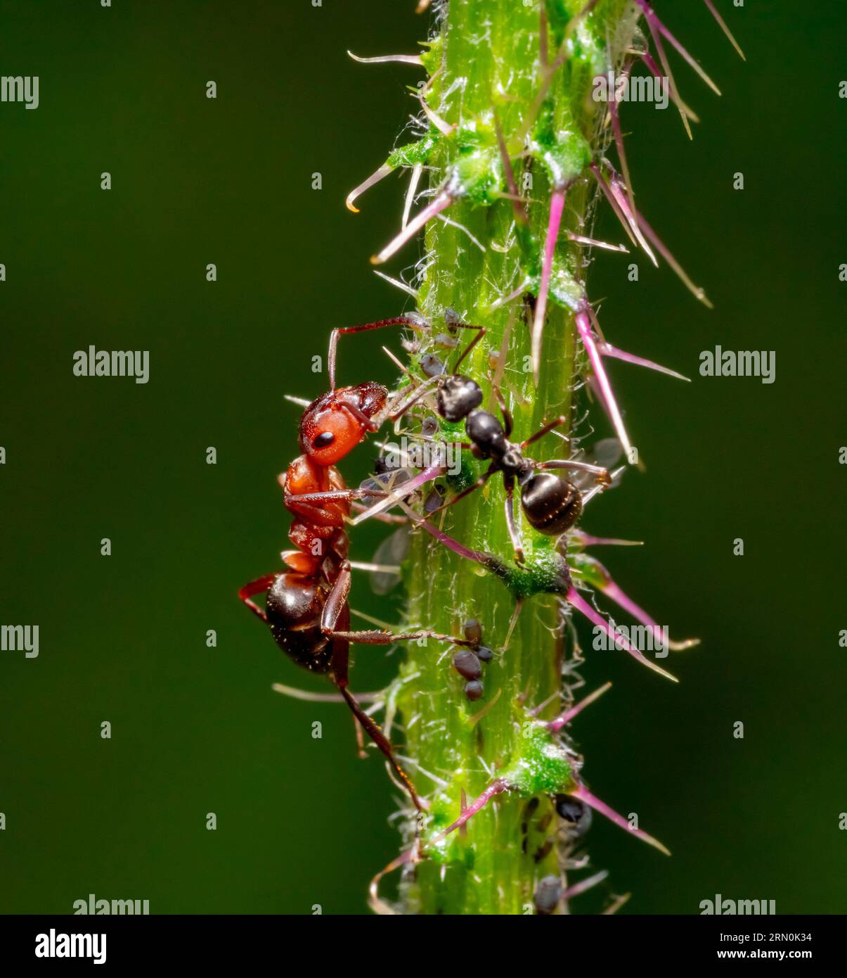 Makroaufnahme mit zwei Ameisen, die einige Blattläuse auf einem Pflanzenstiel ernähren Stockfoto