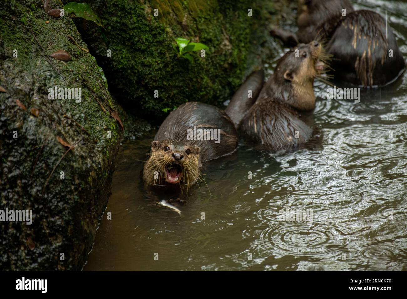 Ein prächtiger Seeotter im Wasser isst gern den Fisch, der ihn mit seiner Pfote hält Stockfoto