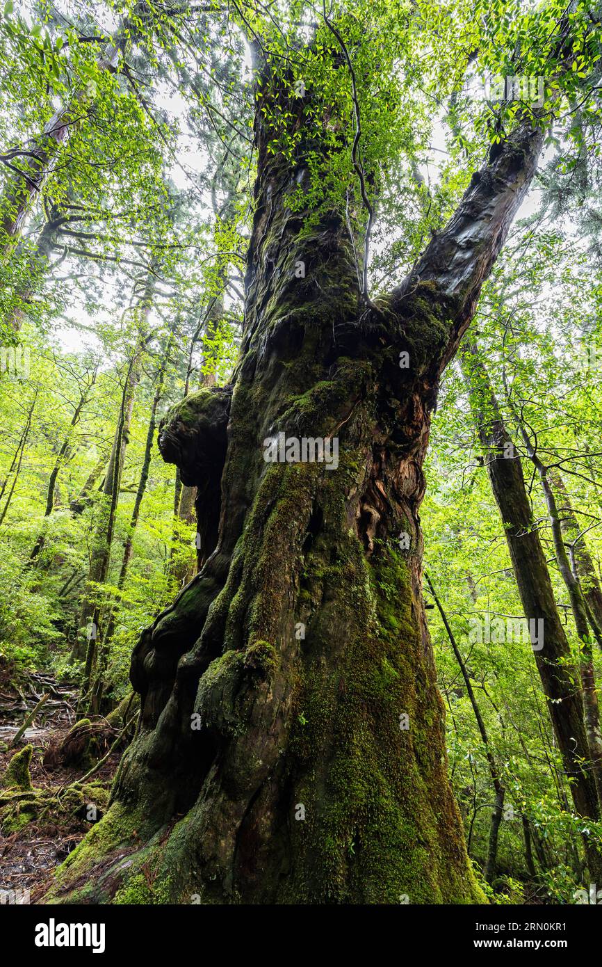 Buddhasugi (Buddha-Zedernbaum), Moos, alter riesiger Baum, geschätzt 1800 Jahre alt, Yakusugi Landpark, Yakushima Insel, Kagoshima, Japan, Asien Stockfoto