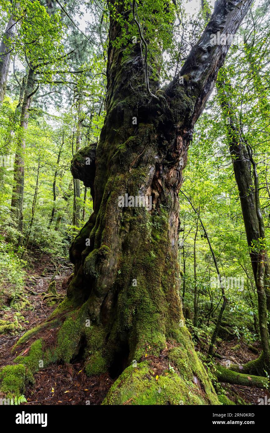 Buddhasugi (Buddha-Zedernbaum), Moos, alter riesiger Baum, geschätzt 1800 Jahre alt, Yakusugi Landpark, Yakushima Insel, Kagoshima, Japan, Asien Stockfoto