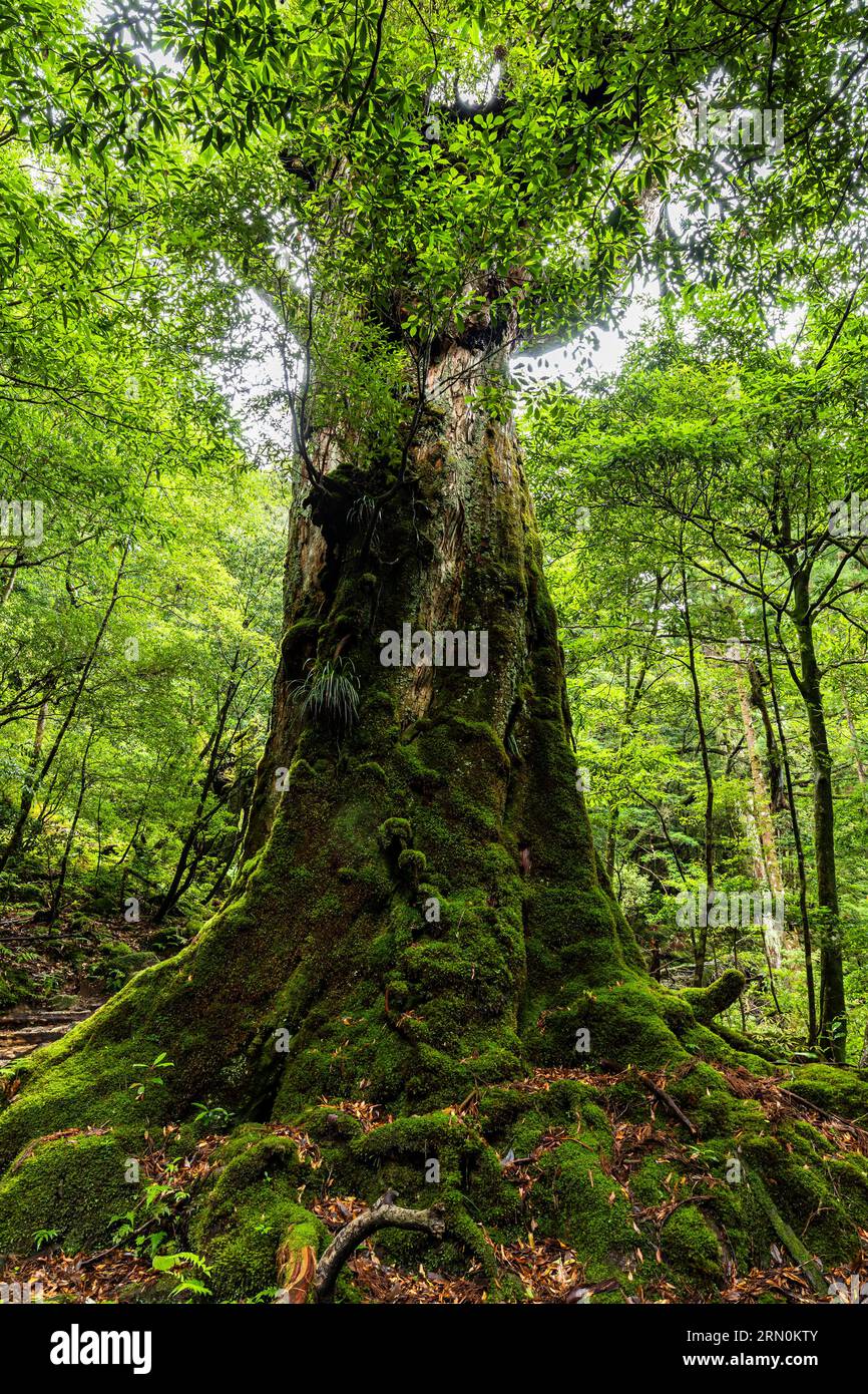 Nanahonsugi (Sieben Zweige Zedernbaum), einer von riesigen Bäumen, moosigem Stamm, Shiratani Unsuikyo Ravine, Yakushima Insel, Kagoshima, Japan, Asien Stockfoto