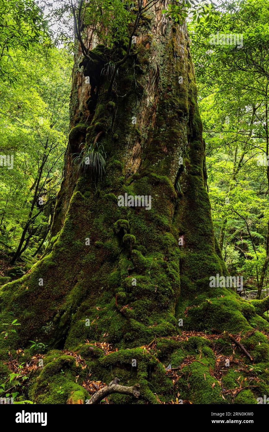 Nanahonsugi (Sieben Zweige Zedernbaum), einer von riesigen Bäumen, moosigem Stamm, Shiratani Unsuikyo Ravine, Yakushima Insel, Kagoshima, Japan, Asien Stockfoto