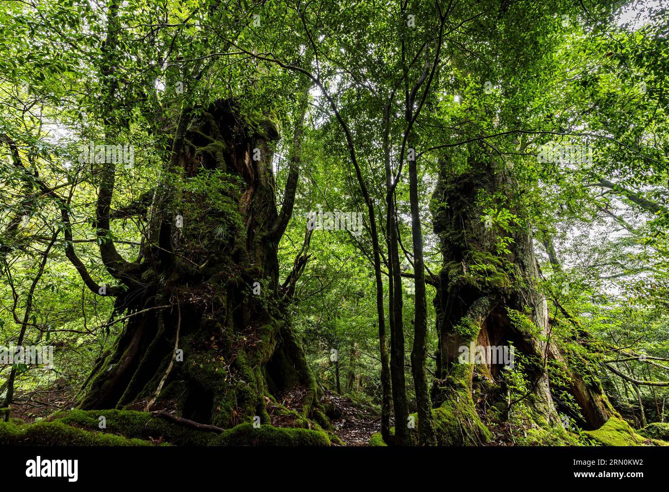 Bukesugi & Kugesugi (Buke & Kuge Zedernbäume), berühmte riesige Bäume, Moosrumpf, Shiratani Unsuikyo Ravine, Yakushima Insel, Kagoshima, Japan, Asien Stockfoto