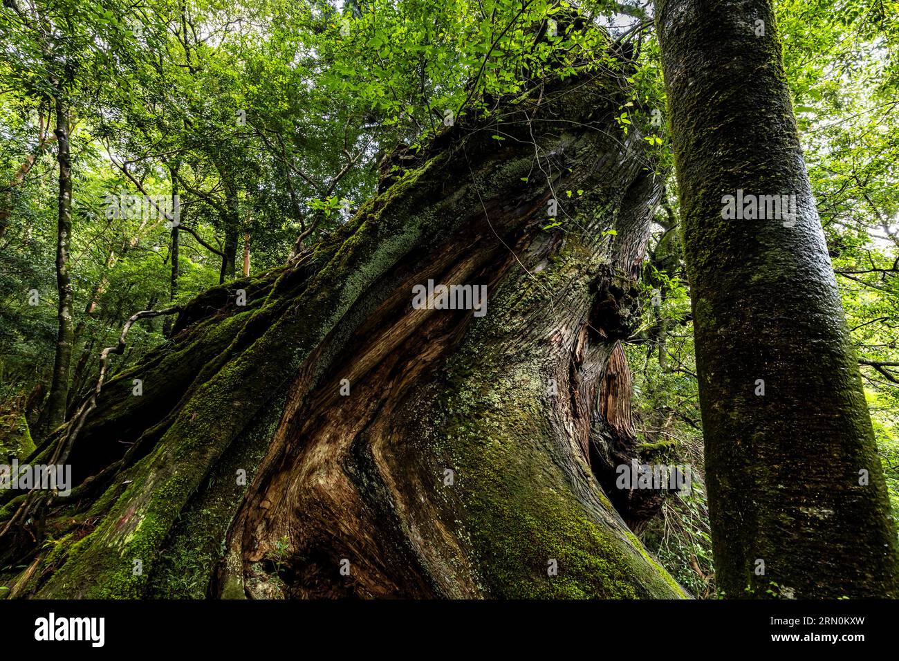 Nidaiohsugi (Zedernholz der zweiten Generation, auf dem Stumpf von Acestor angebaut), riesiger Zedernbaum, Shiratani Unsuikyo Ravine, Yakushima Insel, Kagoshima, Japan, Asien Stockfoto