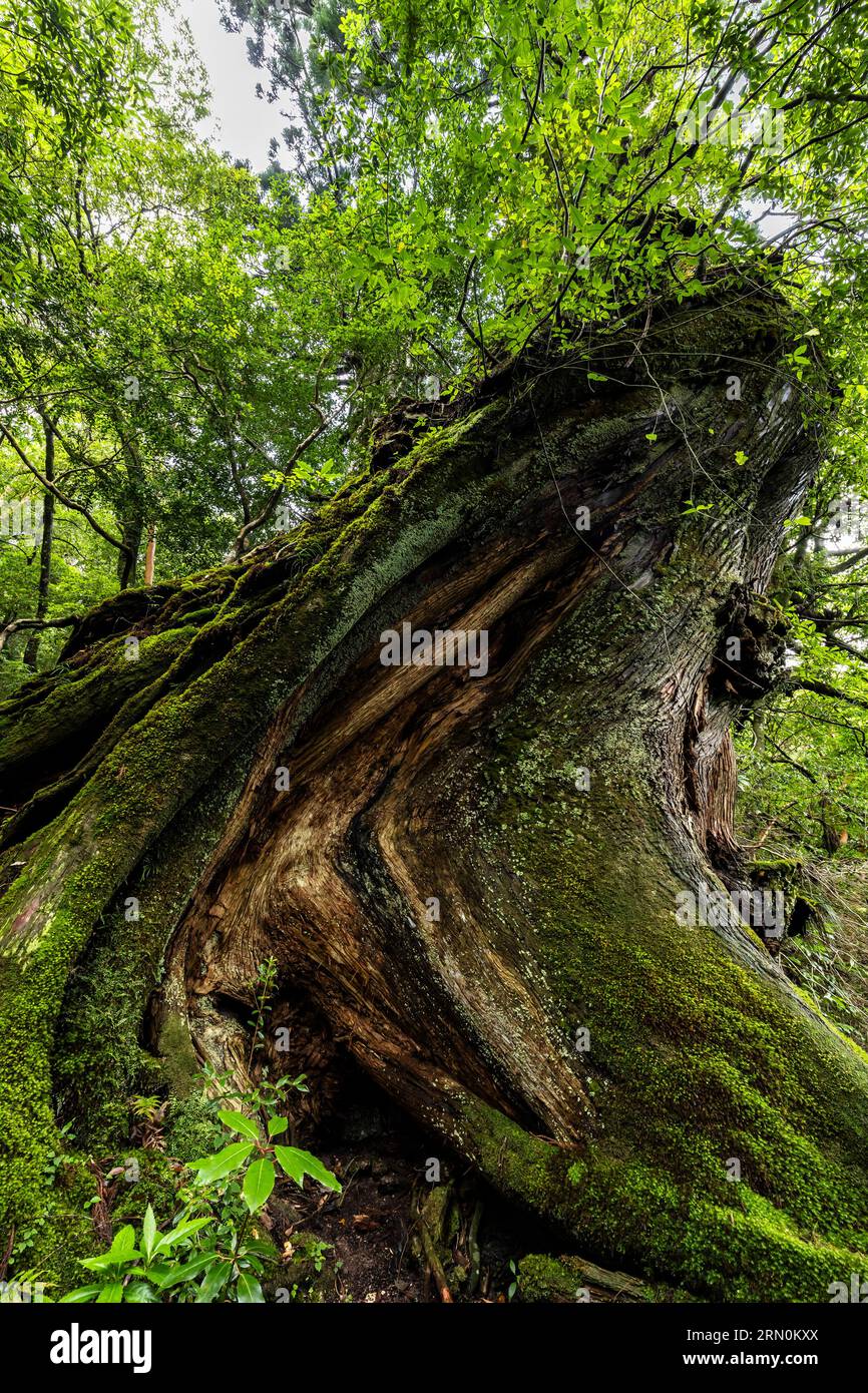 Nidaiohsugi (Zedernholz der zweiten Generation, auf dem Stumpf von Acestor angebaut), riesiger Zedernbaum, Shiratani Unsuikyo Ravine, Yakushima Insel, Kagoshima, Japan, Asien Stockfoto