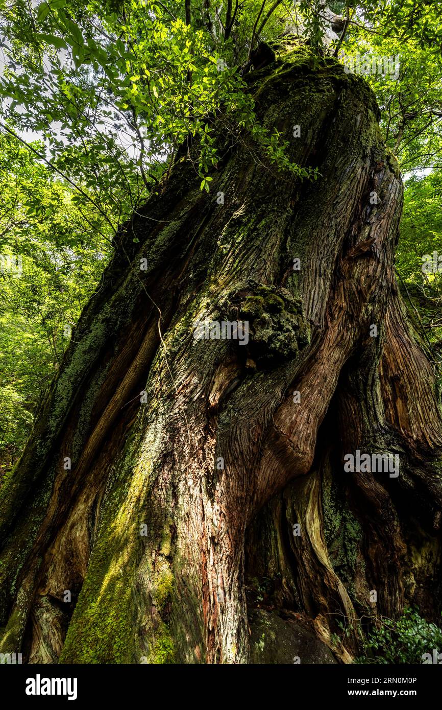 Nidaiohsugi (Zedernholz der zweiten Generation, auf dem Stumpf von Acestor angebaut), riesiger Zedernbaum, Shiratani Unsuikyo Ravine, Yakushima Insel, Kagoshima, Japan, Asien Stockfoto