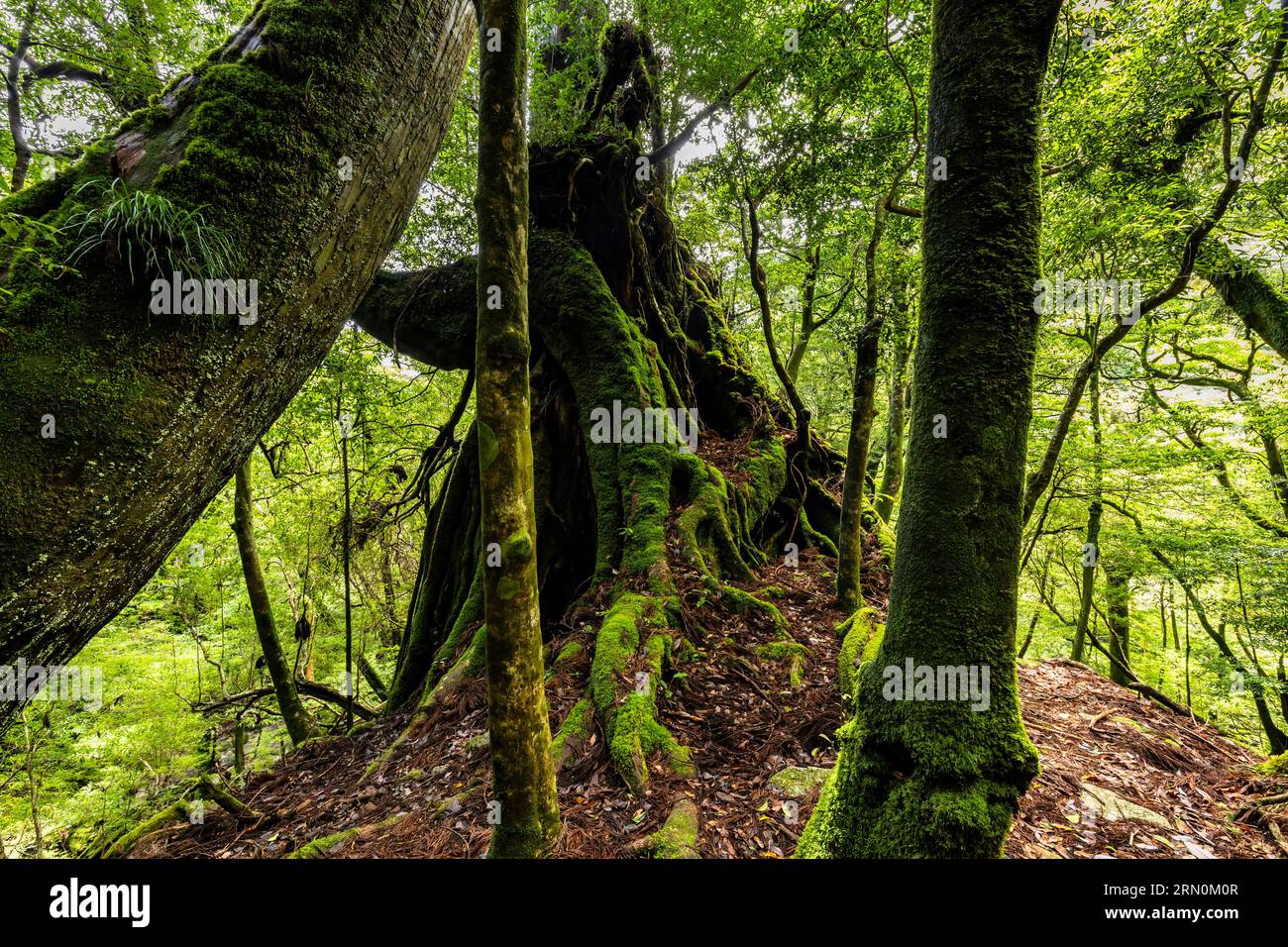 Nidaiohsugi (Zedernholz der zweiten Generation, auf dem Stumpf von Acestor angebaut), riesiger Zedernbaum, Shiratani Unsuikyo Ravine, Yakushima Insel, Kagoshima, Japan, Asien Stockfoto