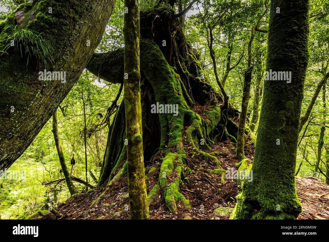 Nidaiohsugi (Zedernholz der zweiten Generation, auf dem Stumpf von Acestor angebaut), riesiger Zedernbaum, Shiratani Unsuikyo Ravine, Yakushima Insel, Kagoshima, Japan, Asien Stockfoto