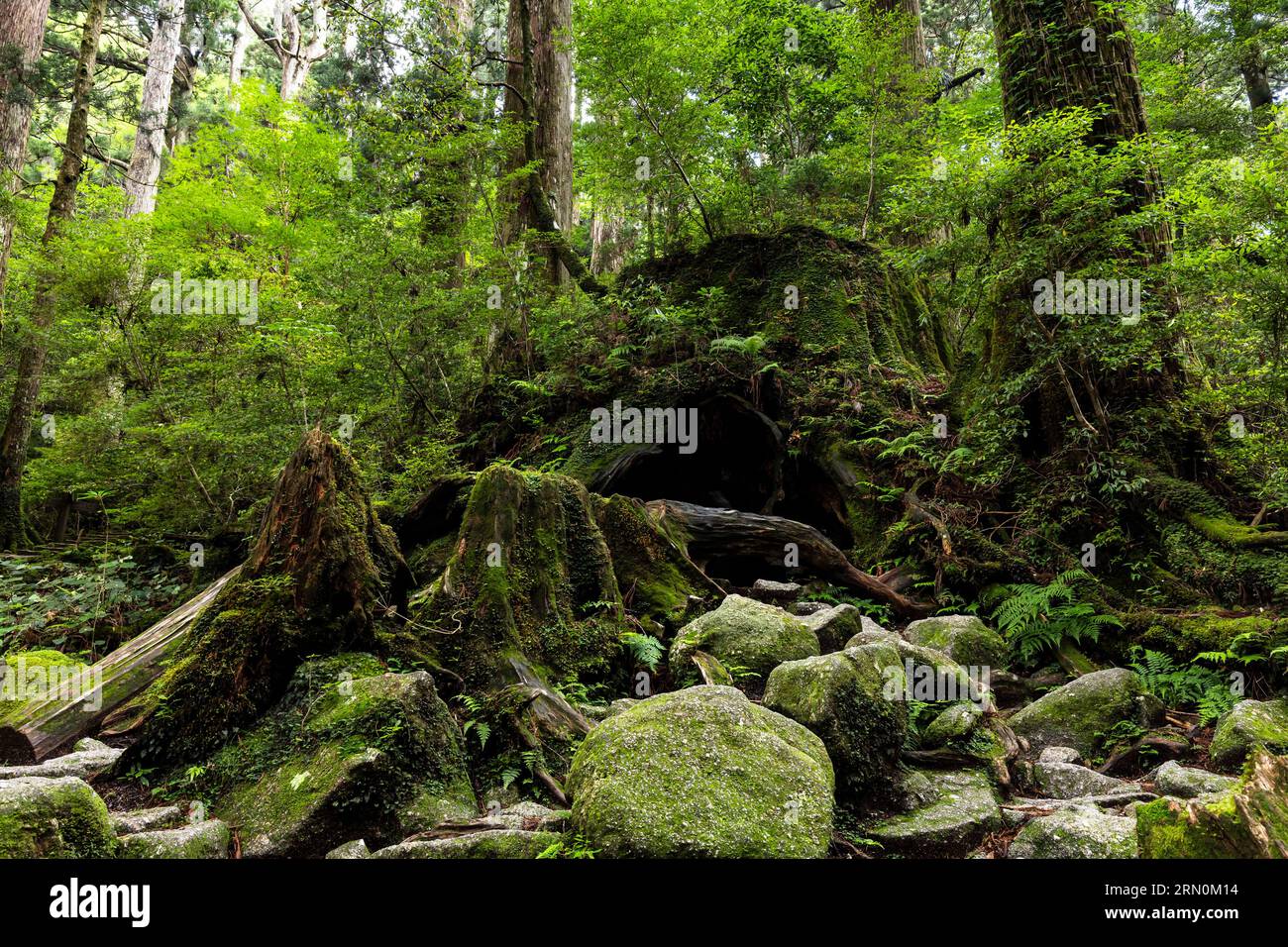 Wilson Stump (riesiger Zedernbaumstumpf), alte yakushima-Zeder, auf Jomonsugi Trekking, Yakushima Insel, Kagoshima, Japan, Asien Stockfoto