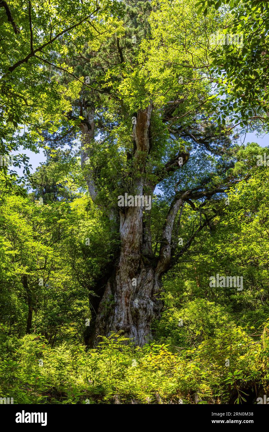 Jomonsugi (Jomon-Zedernbaum), älteste und größte yakushima-Zedernholz, Jomonsugi-Trekking, Yakushima-Insel, Kagoshima, Japan, Asien Stockfoto