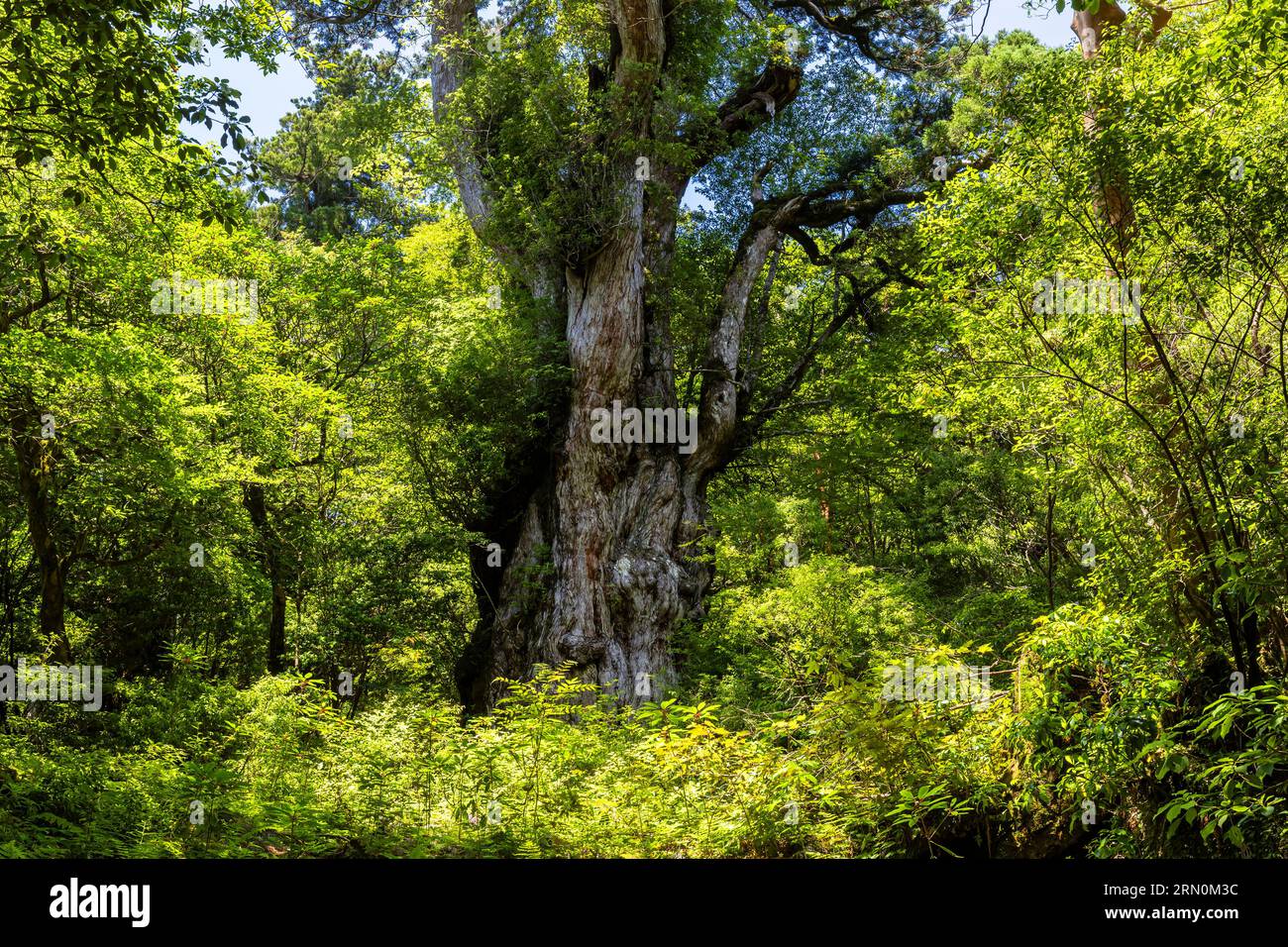 Jomonsugi (Jomon-Zedernbaum), älteste und größte yakushima-Zedernholz, Jomonsugi-Trekking, Yakushima-Insel, Kagoshima, Japan, Asien Stockfoto