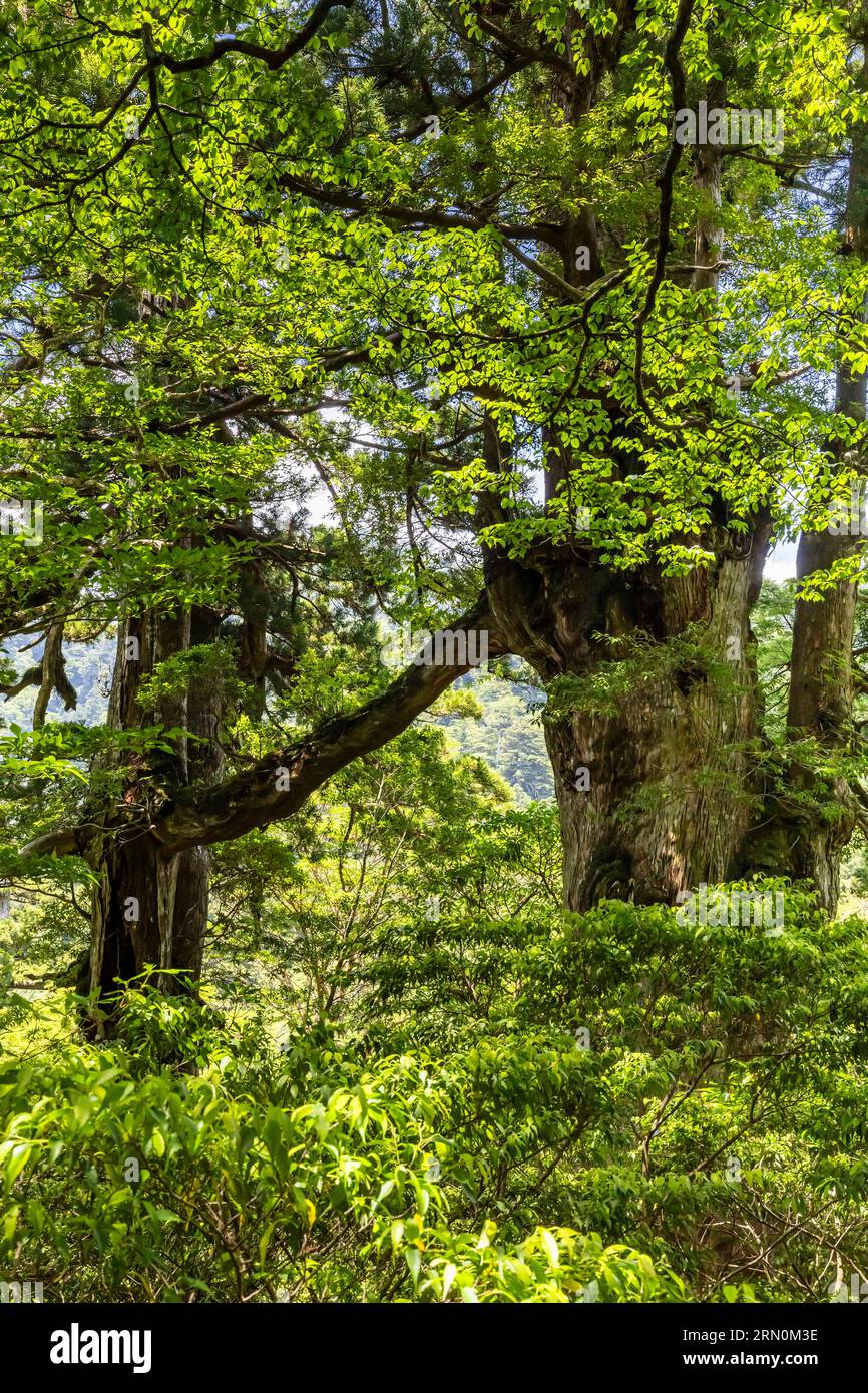 Meotosugi (Paar Zedernbäume), Yakusugi (alte Zedernbäume), zwei riesige Bäume in Luft verschmolzen, auf Jomonsugi Trek, Yakushima Insel, Kagoshima, Japan, Asien Stockfoto
