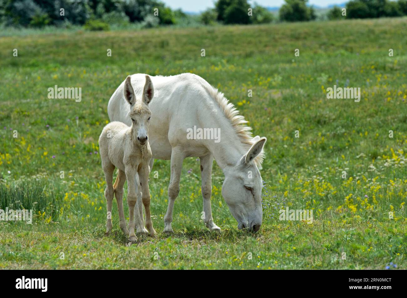 Stute mit Fohlen des österreichisch-ungarischen Weißen Barock-Esels (Equus asinus asinus), Kulturlandschaft Feralonga, Ungarn Stockfoto