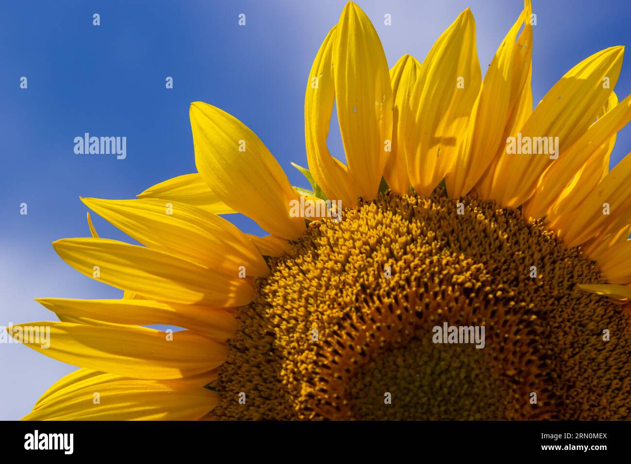 Nahaufnahme der gelben Sonnenblume in voller Blüte am sonnigen Sommer, gelbe Sonnenblume und Felder verschwommen im Hintergrund. Konzentriere dich auf das Blütenblatt. Stockfoto