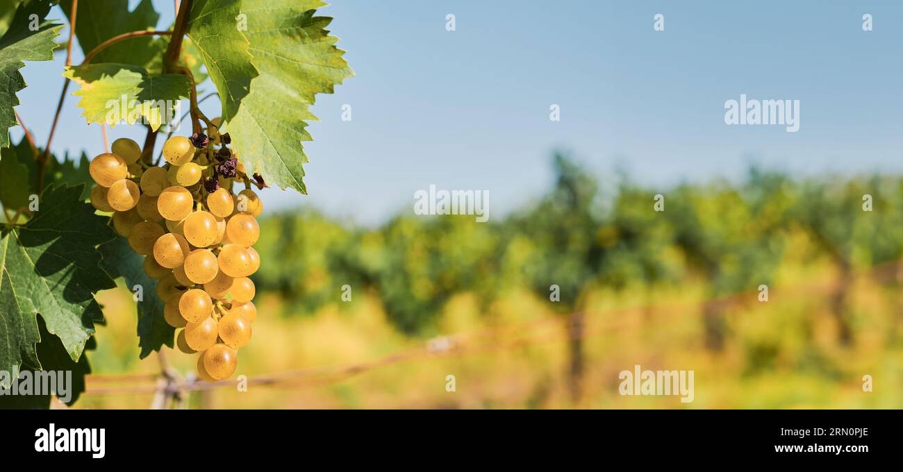 Reife grüne Trauben in den Weinbergen vor der Ernte, selektiver Fokus, Banneridee mit Platz für Text Stockfoto