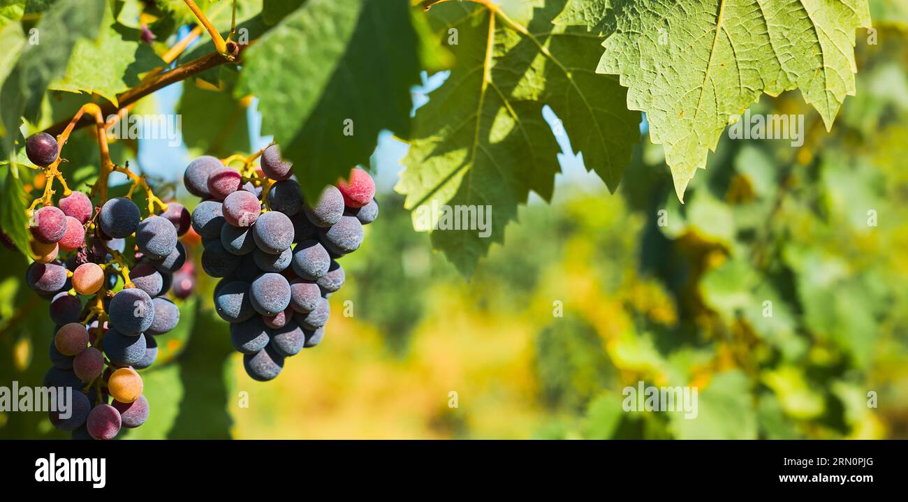 Violette Trauben im Weinberg, Ernte für die Weinherstellung, Idee für Web-Banner, selektiver Fokus Stockfoto