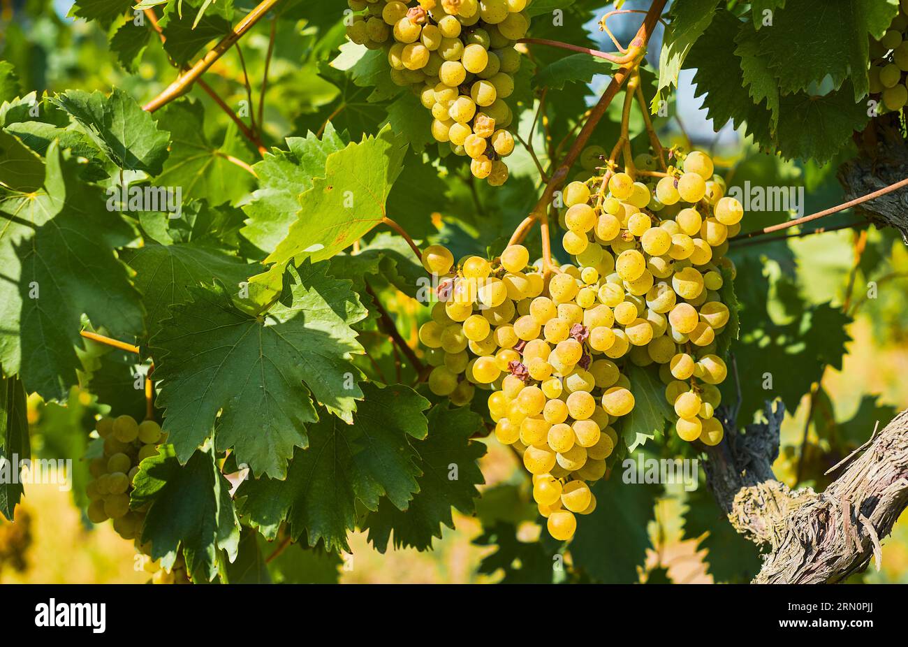 Trauben in den Weinbergen, selektiver Schwerpunkt, Herbstlese Stockfoto
