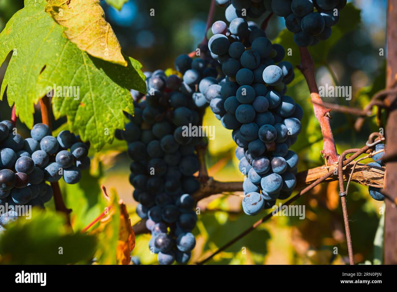 Violette Trauben im Weinberg, Weinlese für die Weinerzeugung, selektiver Schwerpunkt Stockfoto