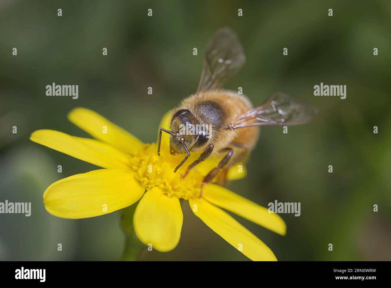 Honigbiene auf einer gelben Blume im Makrodetail. Stockfoto