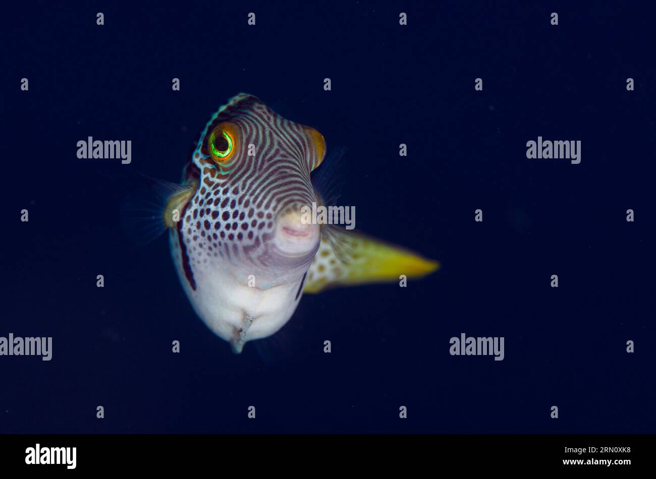 Black-Saddled Toby, Canthigaster valentini, Batu NiTi Tauchplatz, Seraya, Karangasem, Bali, Indonesien Stockfoto