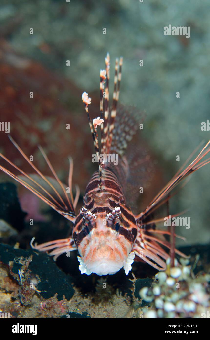 Löwenfisch, Pterois sp, Tauchplatz Pyramiden, Amed, Karangasem, Bali, Indonesien Stockfoto