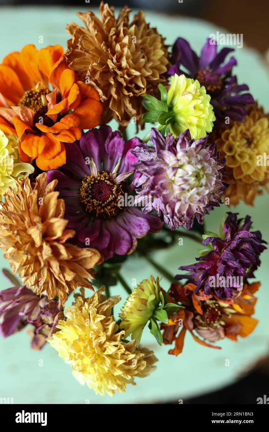 Bunte trockene Sommerblumen auf minzfarbenem Hintergrund Stockfoto